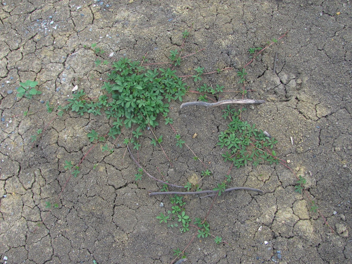 Изображение особи Potentilla reptans.