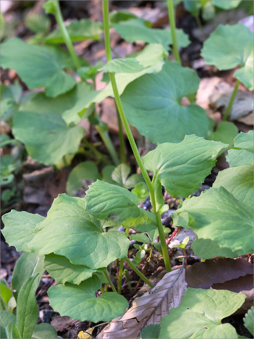 Image of Doronicum orientale specimen.