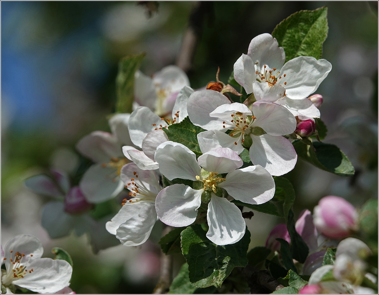 Изображение особи Malus domestica.