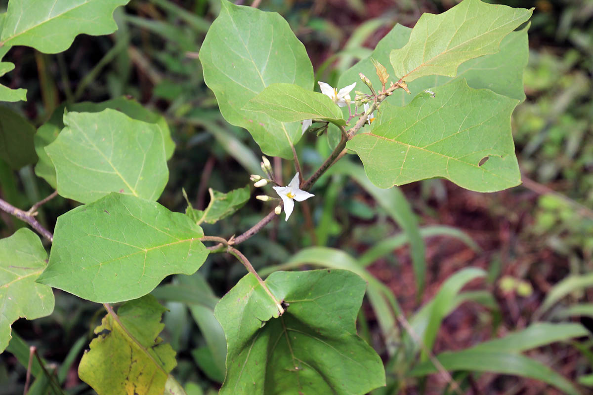 Изображение особи род Solanum.