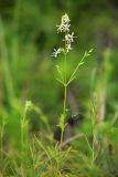 Silene foliosa