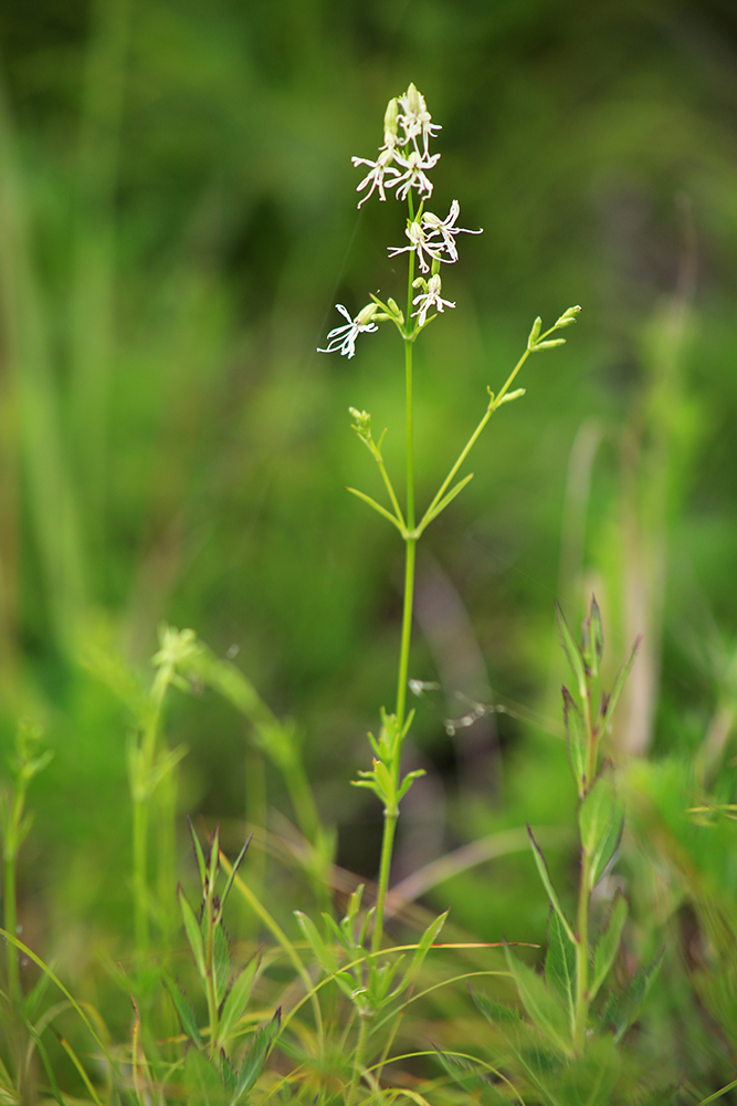 Image of Silene foliosa specimen.