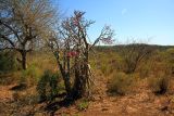 Adenium obesum subspecies socotranum. Цветущее растение. Эфиопия, провинция Сидамо, аураджа Арэро, национальный парк \"Yabelo \". 28.12.2014.