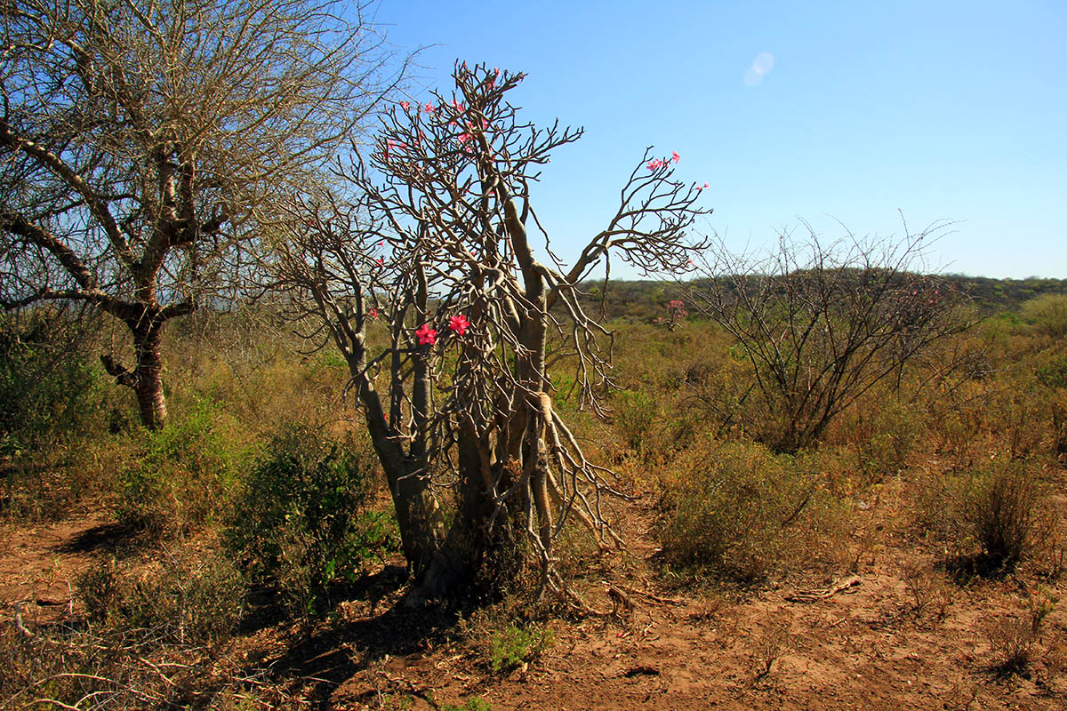 Image of Adenium obesum ssp. socotranum specimen.