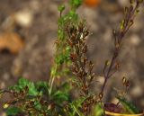 Veronica schmidtiana