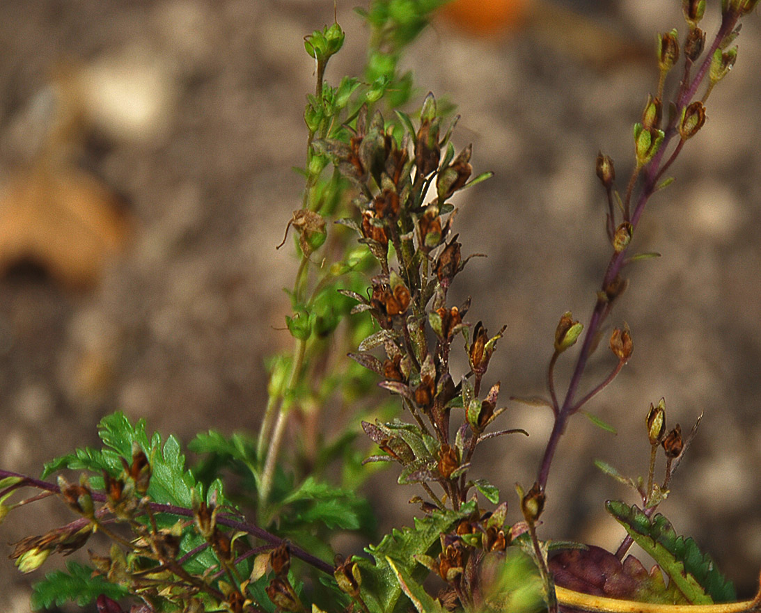 Image of Veronica schmidtiana specimen.