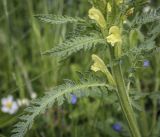 Pedicularis kaufmannii