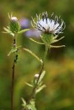 Cirsium coryletorum. Верхушки побегов с соцветиями. Приморский край, Ольгинский р-н, окр. пгт Ольга, вблизи устья р. Аввакумовка на левом берегу, сырой луг. 04.09.2022.