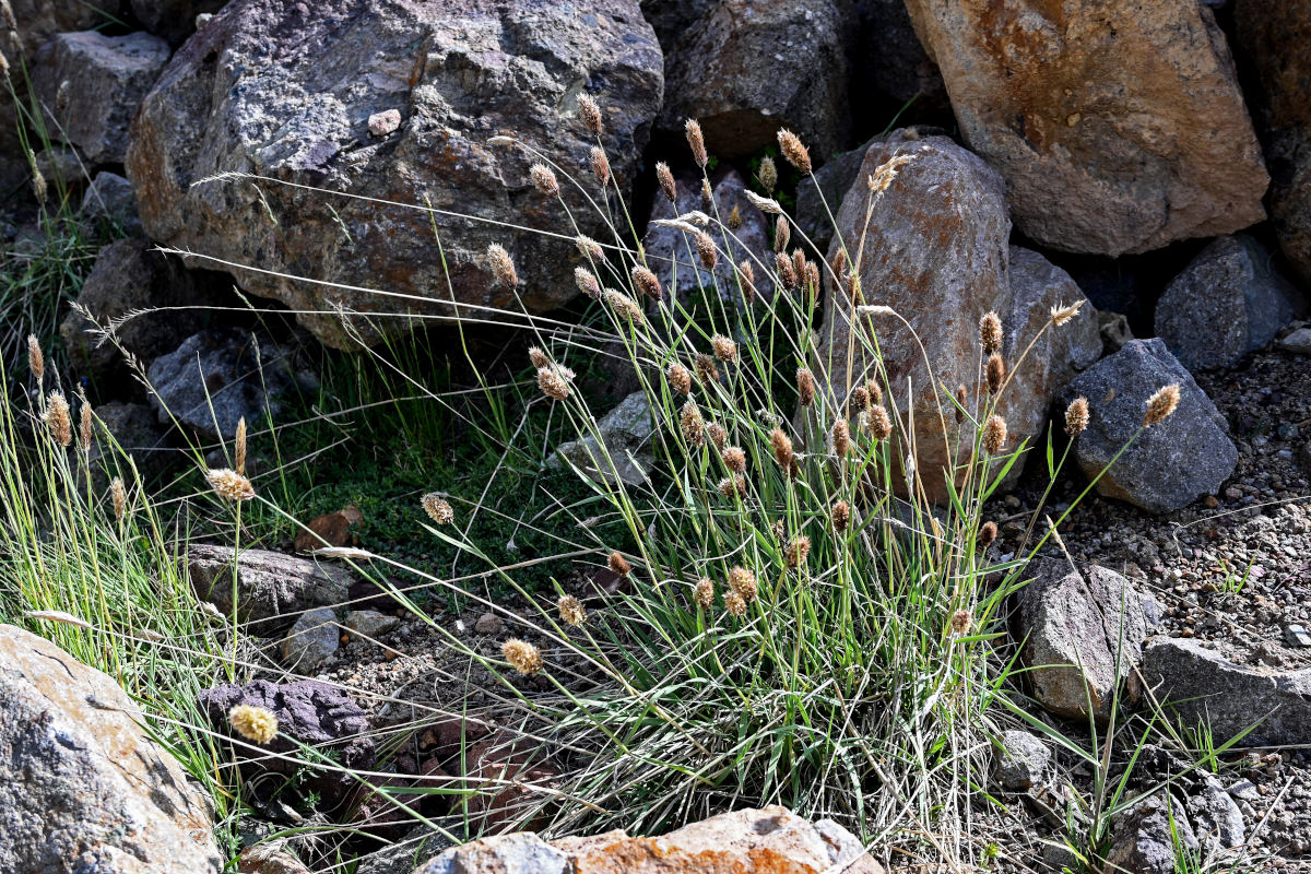 Изображение особи Calamagrostis anthoxanthoides.