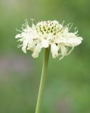 Cephalaria gigantea