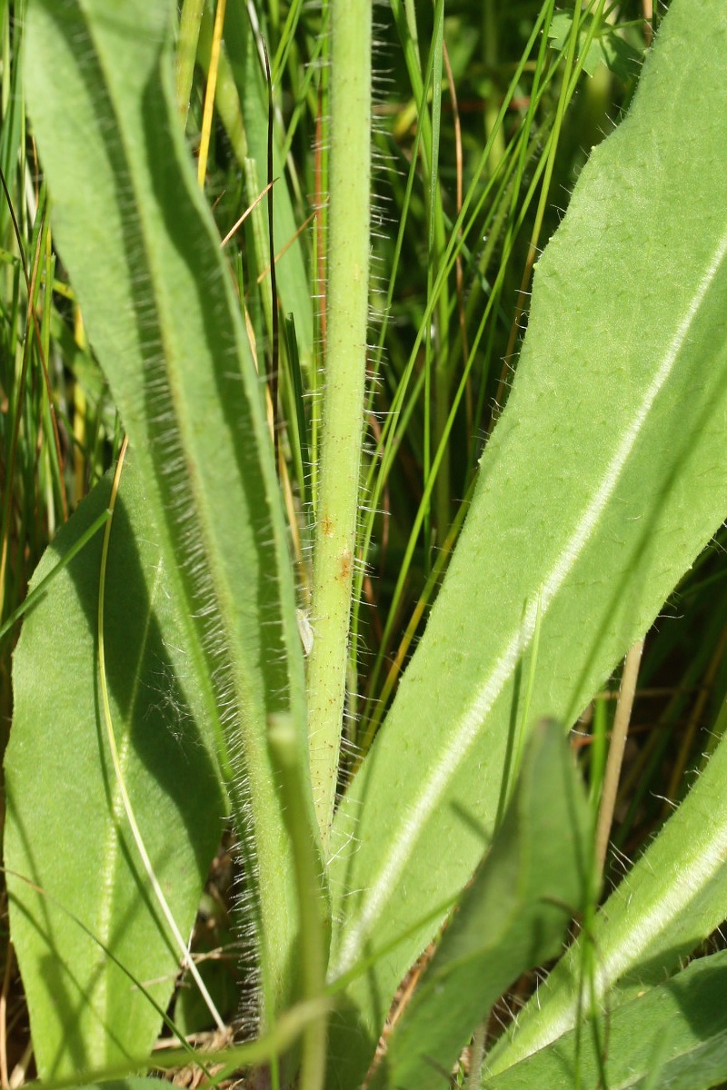 Image of Pilosella praealta specimen.