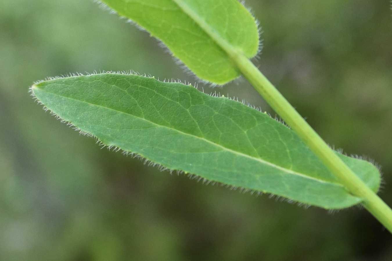 Изображение особи Hieracium furvescens.