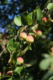 Malus prunifolia