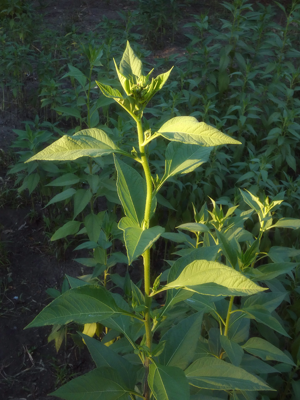 Image of Helianthus tuberosus specimen.