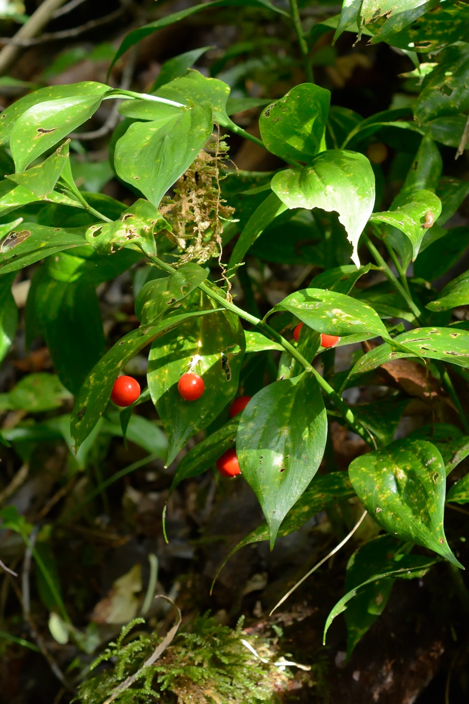 Image of Ruscus colchicus specimen.