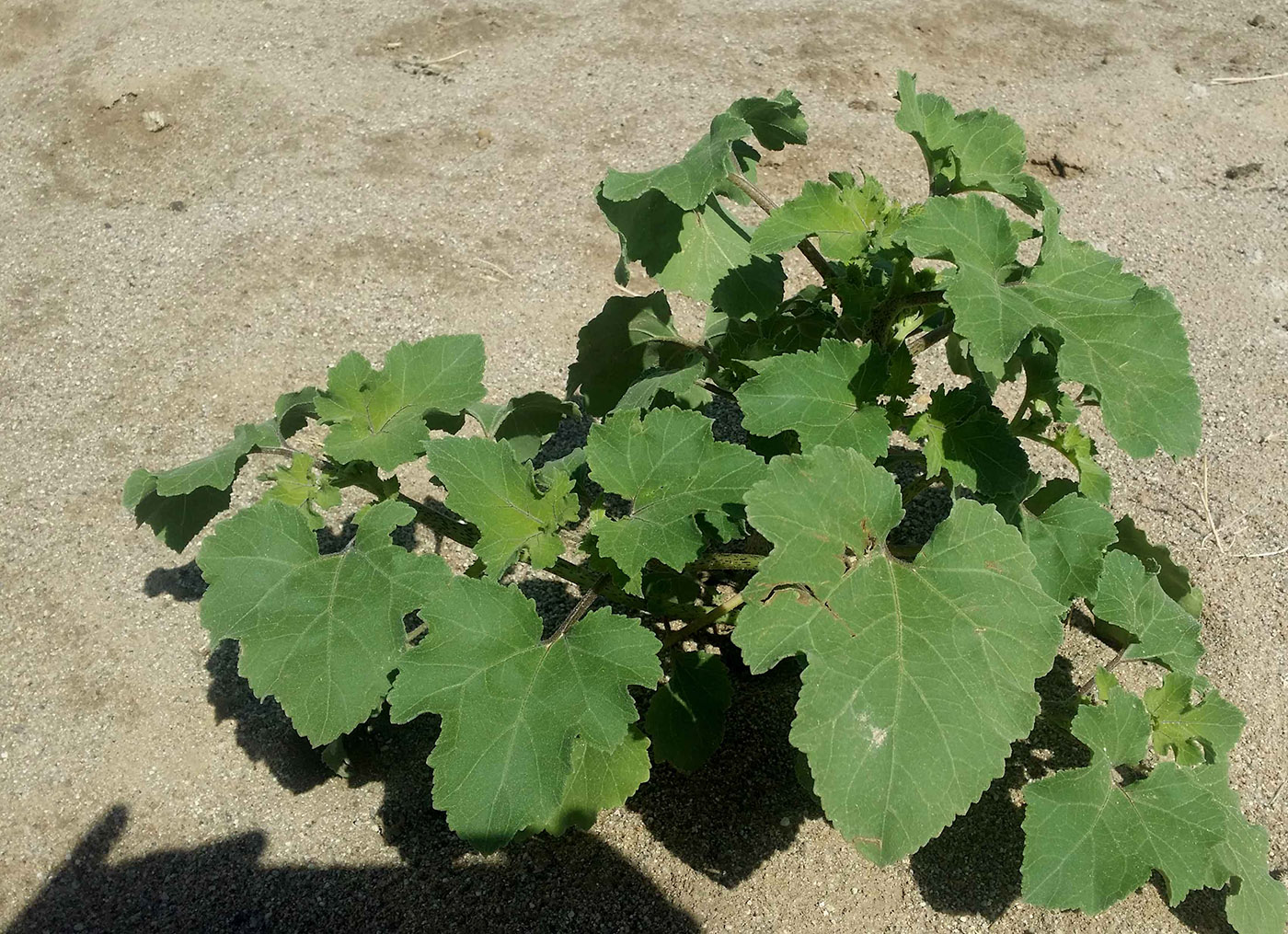 Image of Xanthium strumarium specimen.