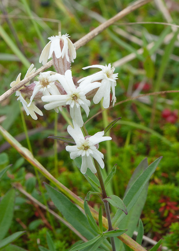 Image of Silene amoena specimen.