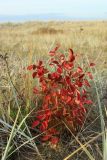 Amelanchier spicata. Молодое растение с листвой в осенней окраске. Ленинградская обл., окр. пос. Большая Ижора, берег Финского залива, псаммофильный злаковый луг за береговым валом. 02.10.2022.