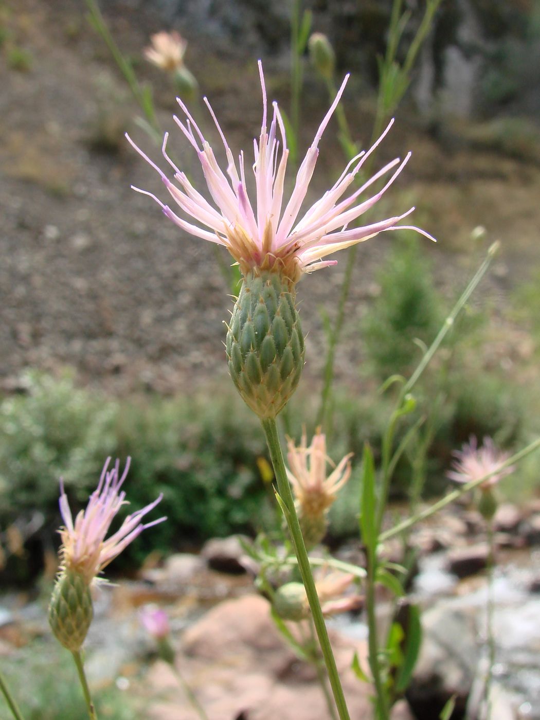 Image of Klasea sogdiana specimen.