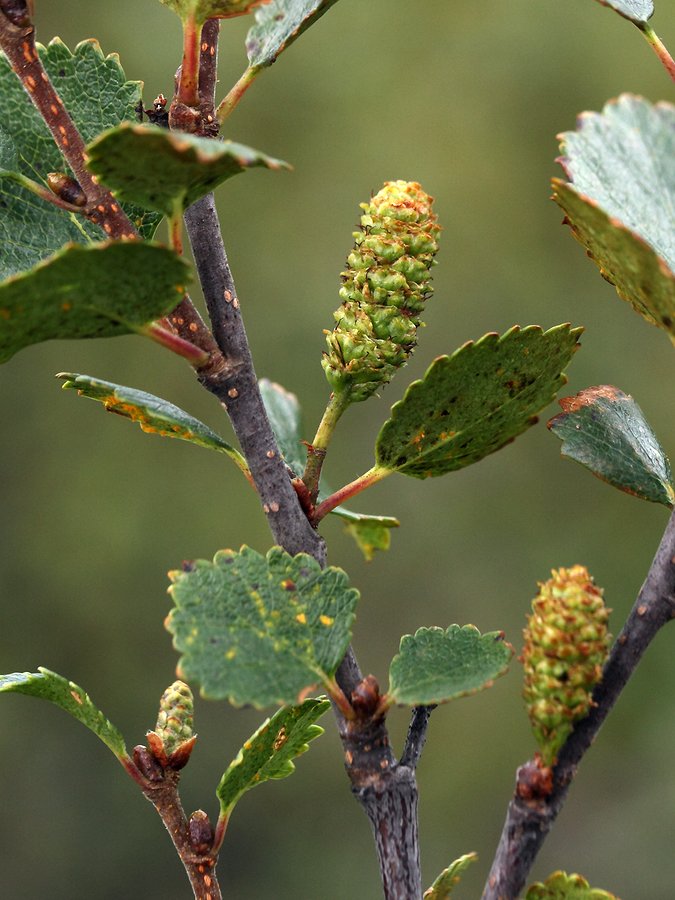 Изображение особи Betula &times; alpestris.