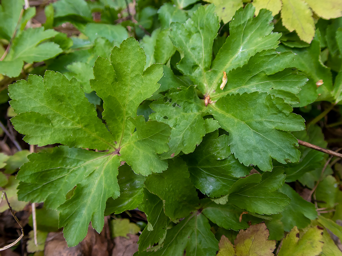 Image of Sanicula europaea specimen.