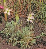 Papaver alboroseum