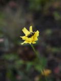familia Asteraceae