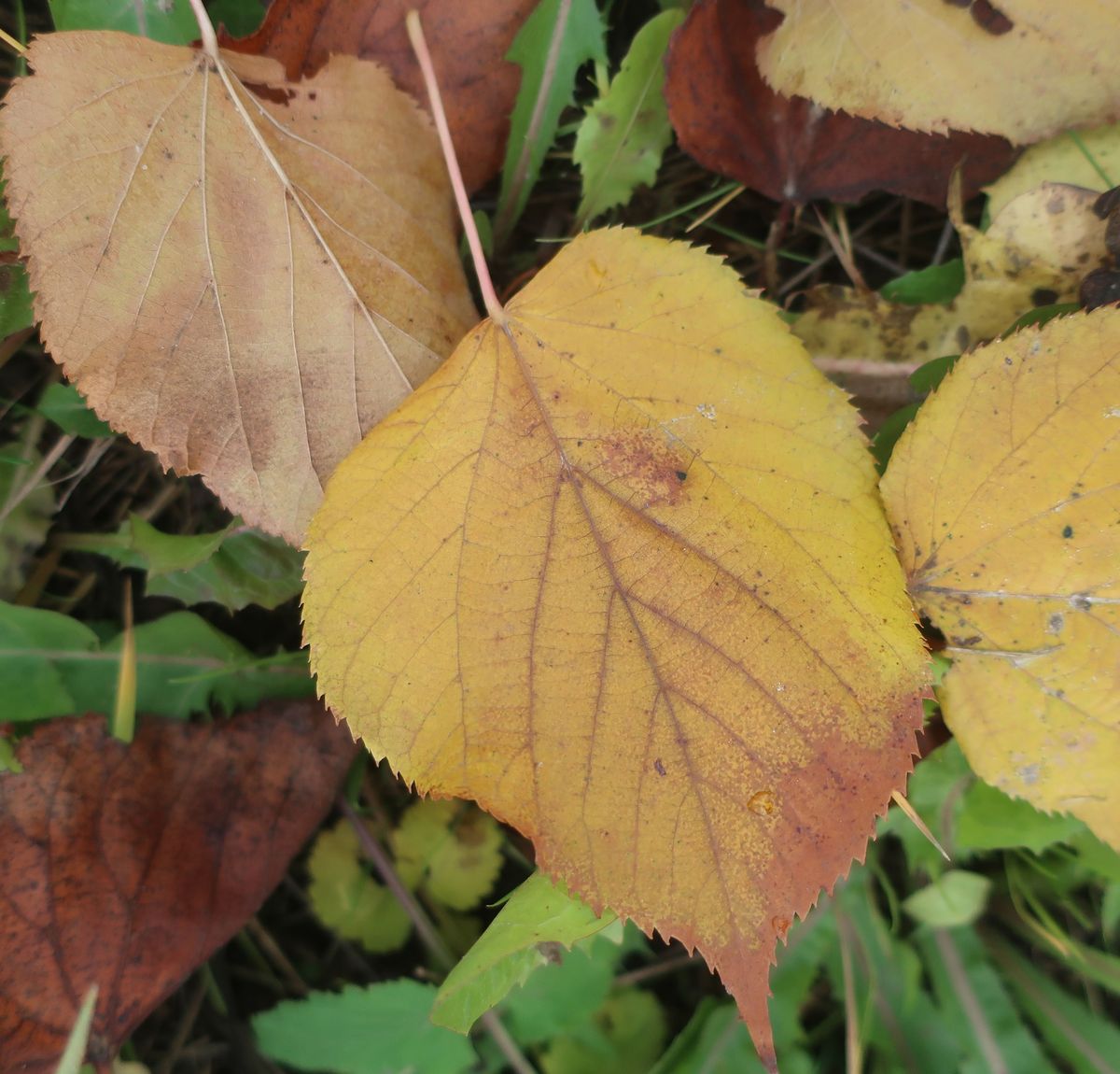 Image of genus Tilia specimen.