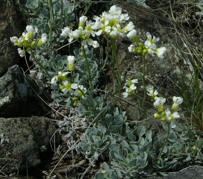 Image of Galitzkya spathulata specimen.