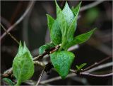 Philadelphus pubescens