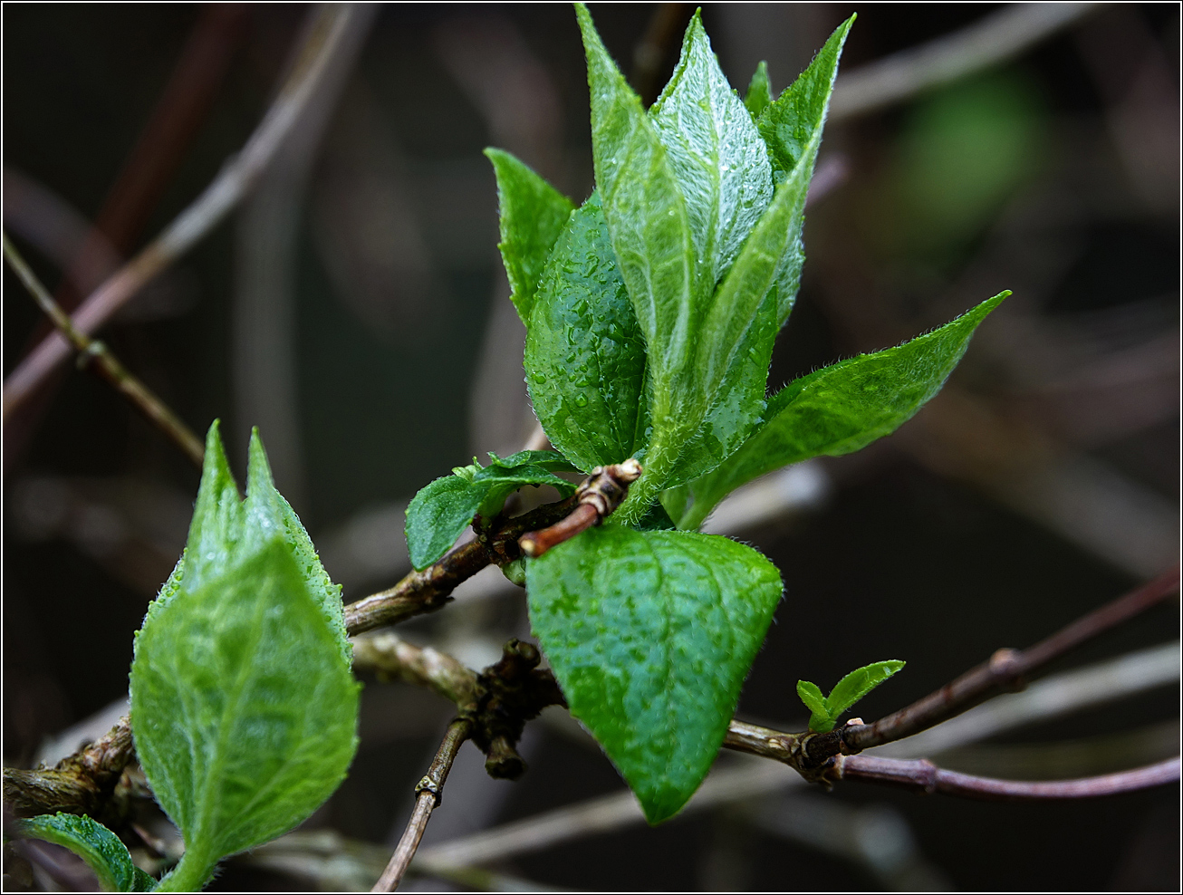 Image of Philadelphus pubescens specimen.