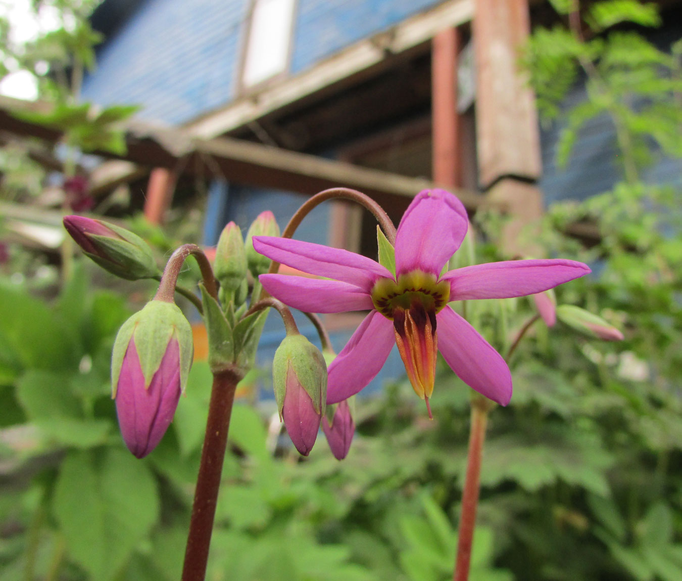 Image of Dodecatheon frigidum specimen.