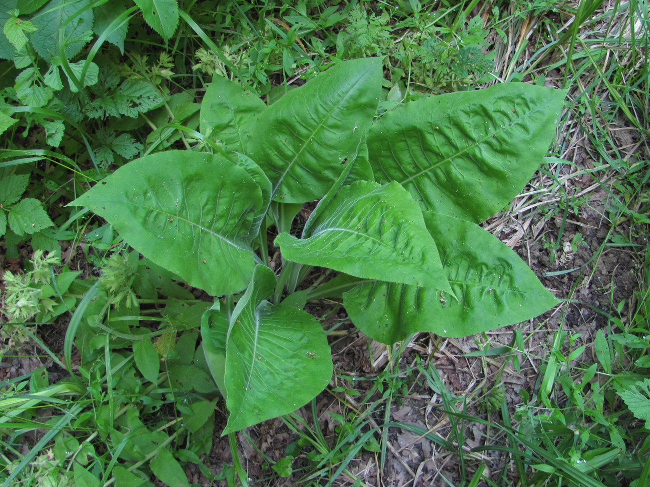 Изображение особи Pulmonaria mollis.