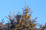 Picea pungens форма glauca. Верхушка плодоносящего растения. Ростовская обл., г. Таганрог, в частном дворе. 19.06.2023.