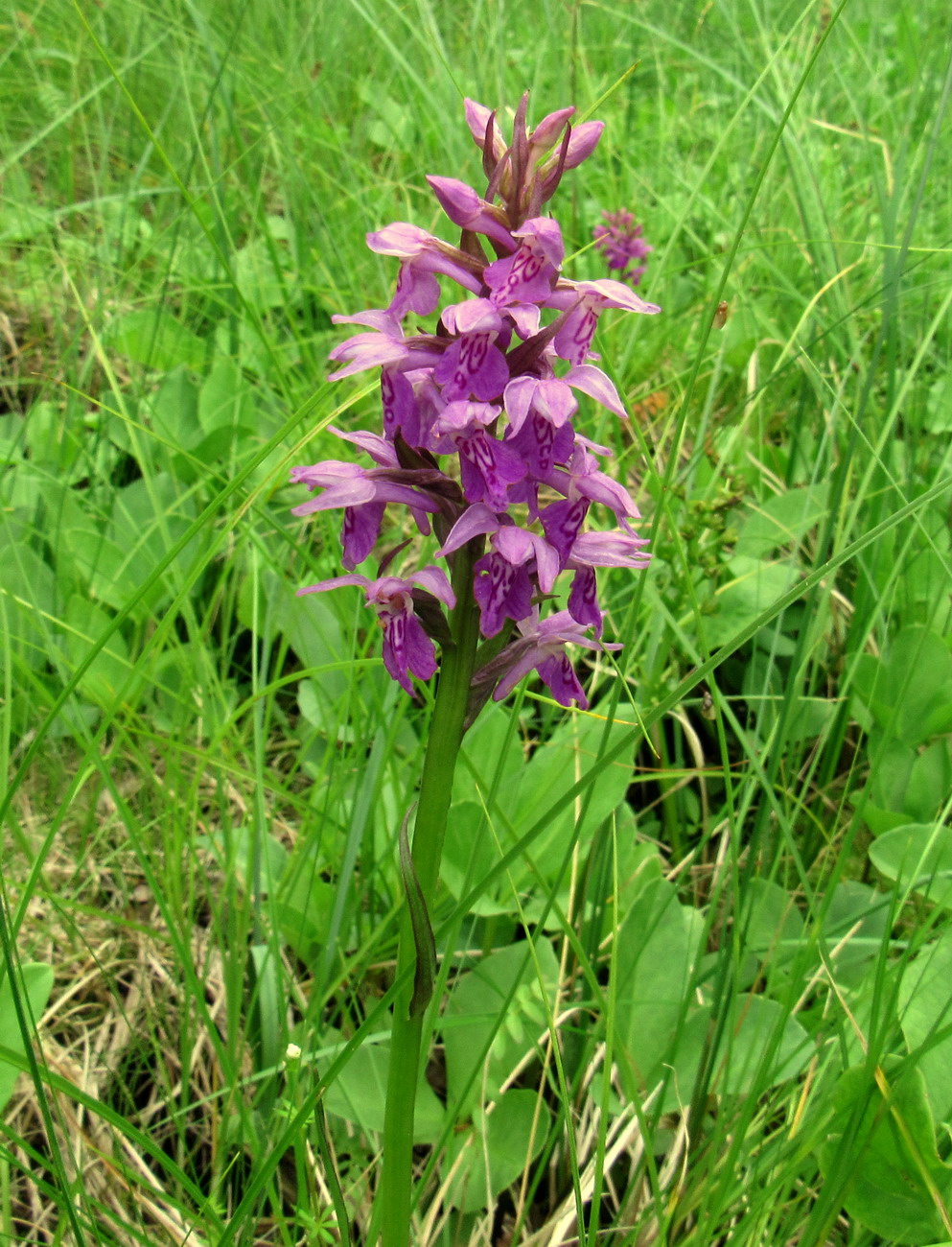 Изображение особи Dactylorhiza baltica.