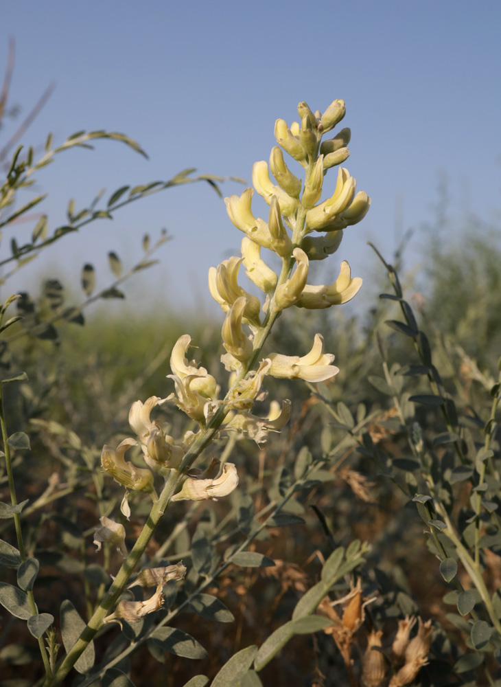 Image of Goebelia pachycarpa specimen.