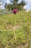 Anacamptis pyramidalis. Цветущее растение. Крым, Долгоруковская яйла, лугово-степной склон. 15 июля 2023 г.