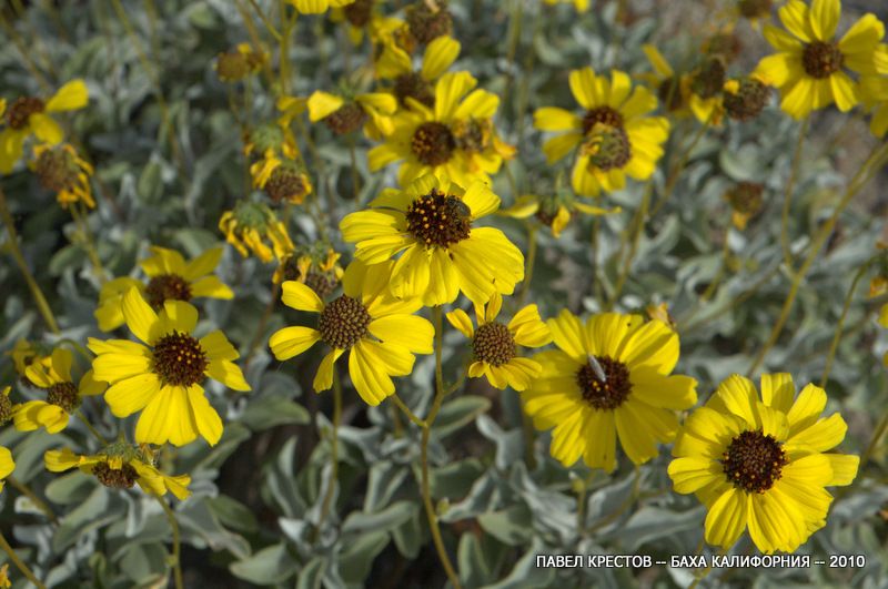 Изображение особи Encelia farinosa.