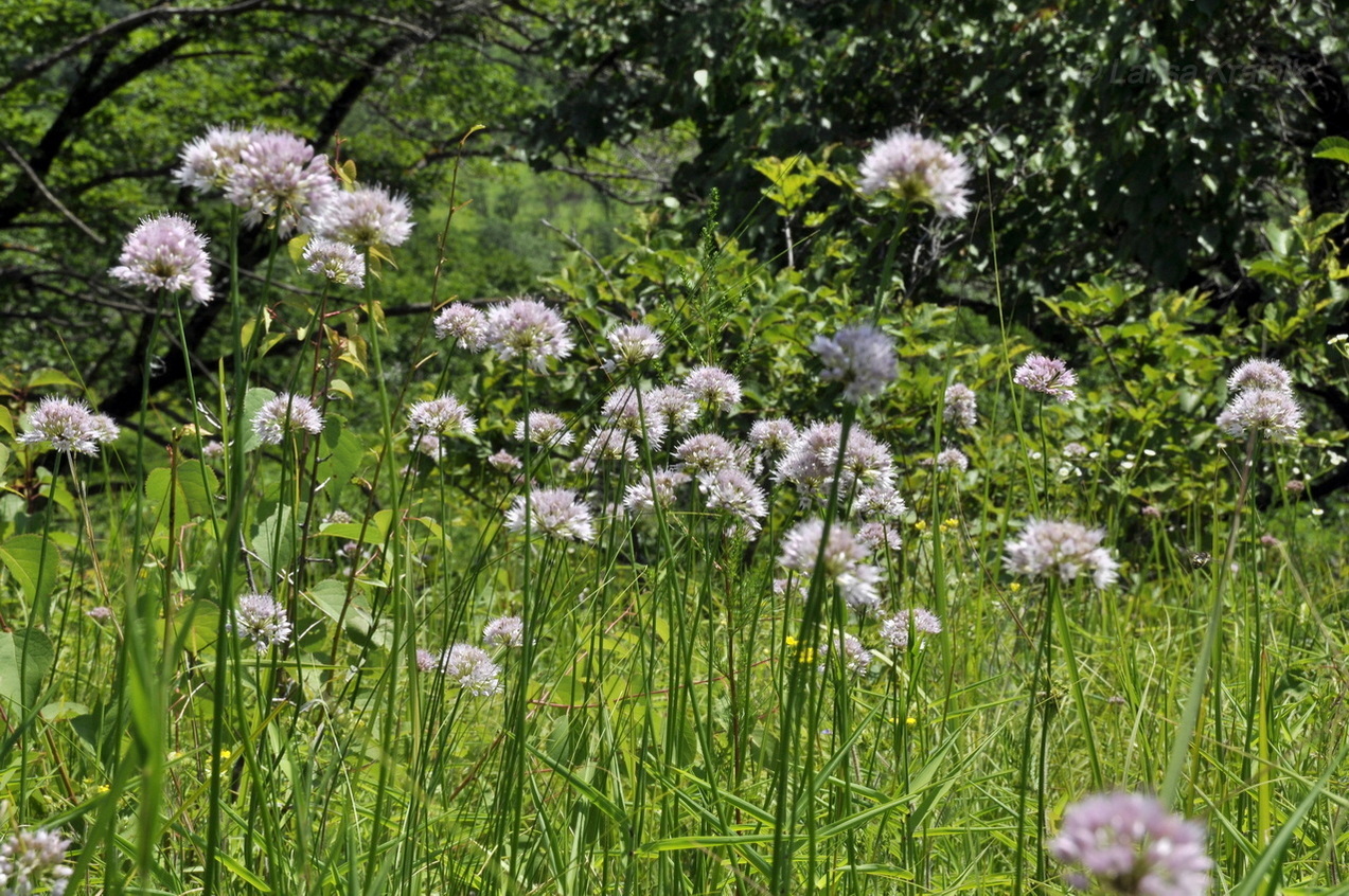 Изображение особи Allium prokhanovii.