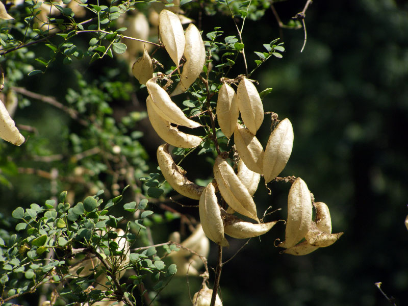 Image of Colutea paulsenii specimen.