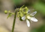 Saxifraga rotundifolia. Цветок и бутоны. Марий Эл, г. Йошкар-Ола, мкр-н Гомзово, в культуре. 20.05.2023.