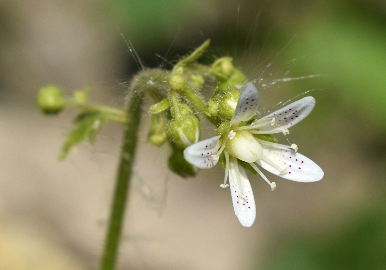 Image of Saxifraga rotundifolia specimen.