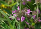 Clinopodium vulgare