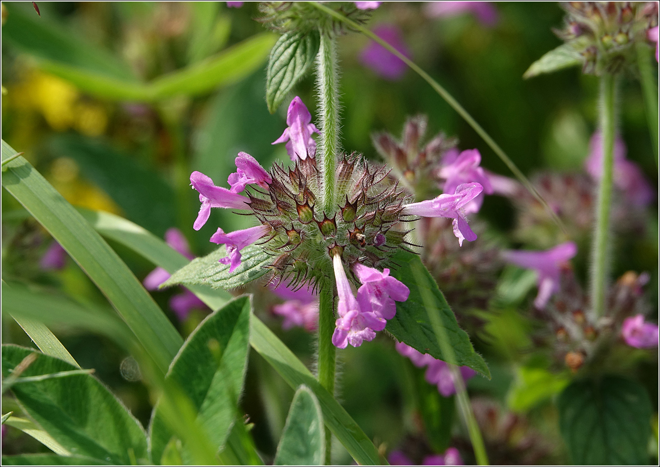 Изображение особи Clinopodium vulgare.