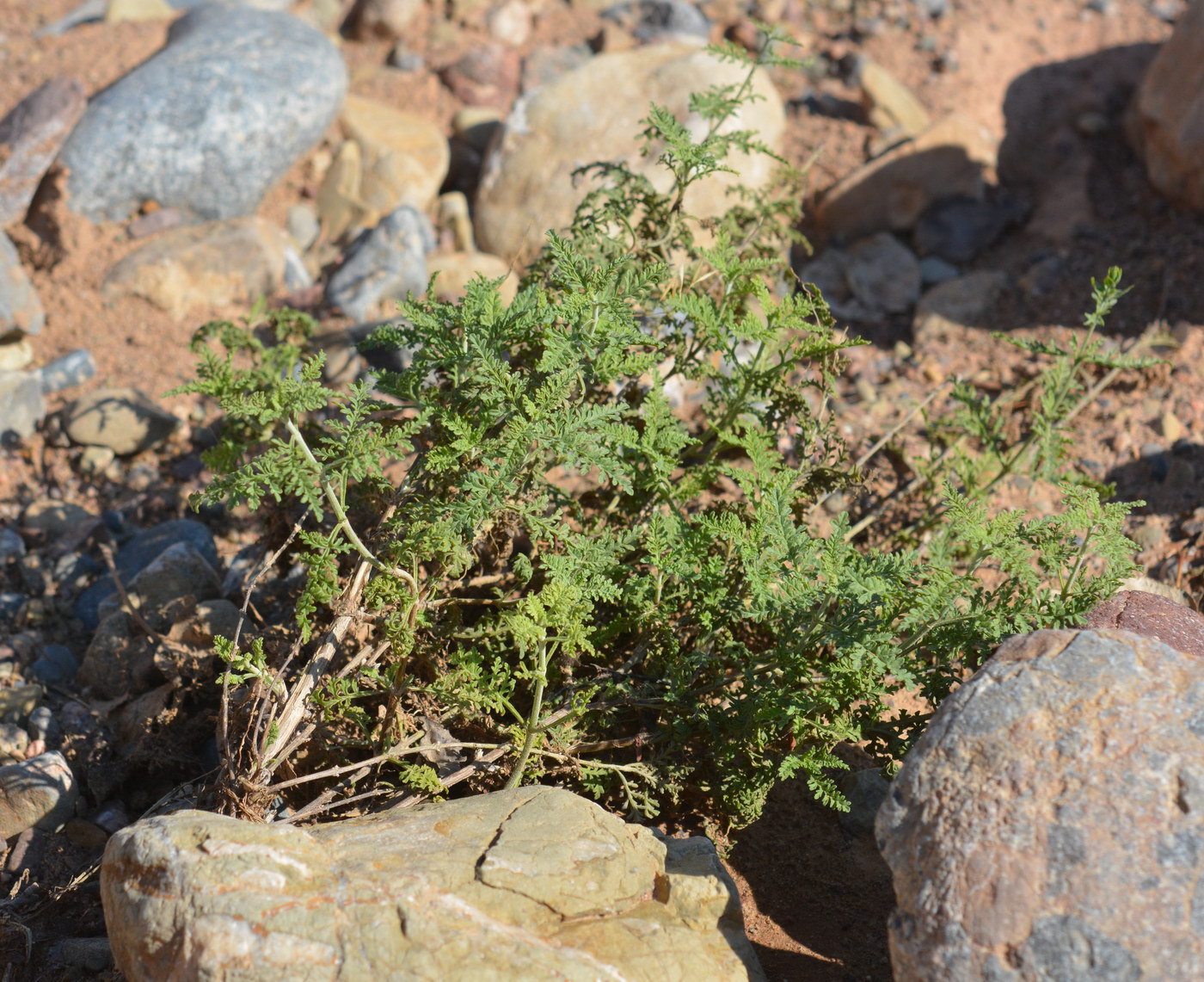 Image of Perovskia abrotanoides specimen.