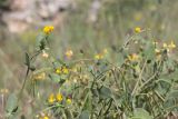 Coronilla scorpioides. Цветущие и плодоносящие побеги. Крым, Севастополь, фрагмент нарушенной петрофитной степи у бухты Круглая. 16.05.2023.