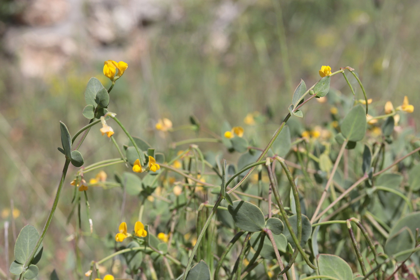 Изображение особи Coronilla scorpioides.