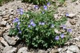 Geranium saxatile