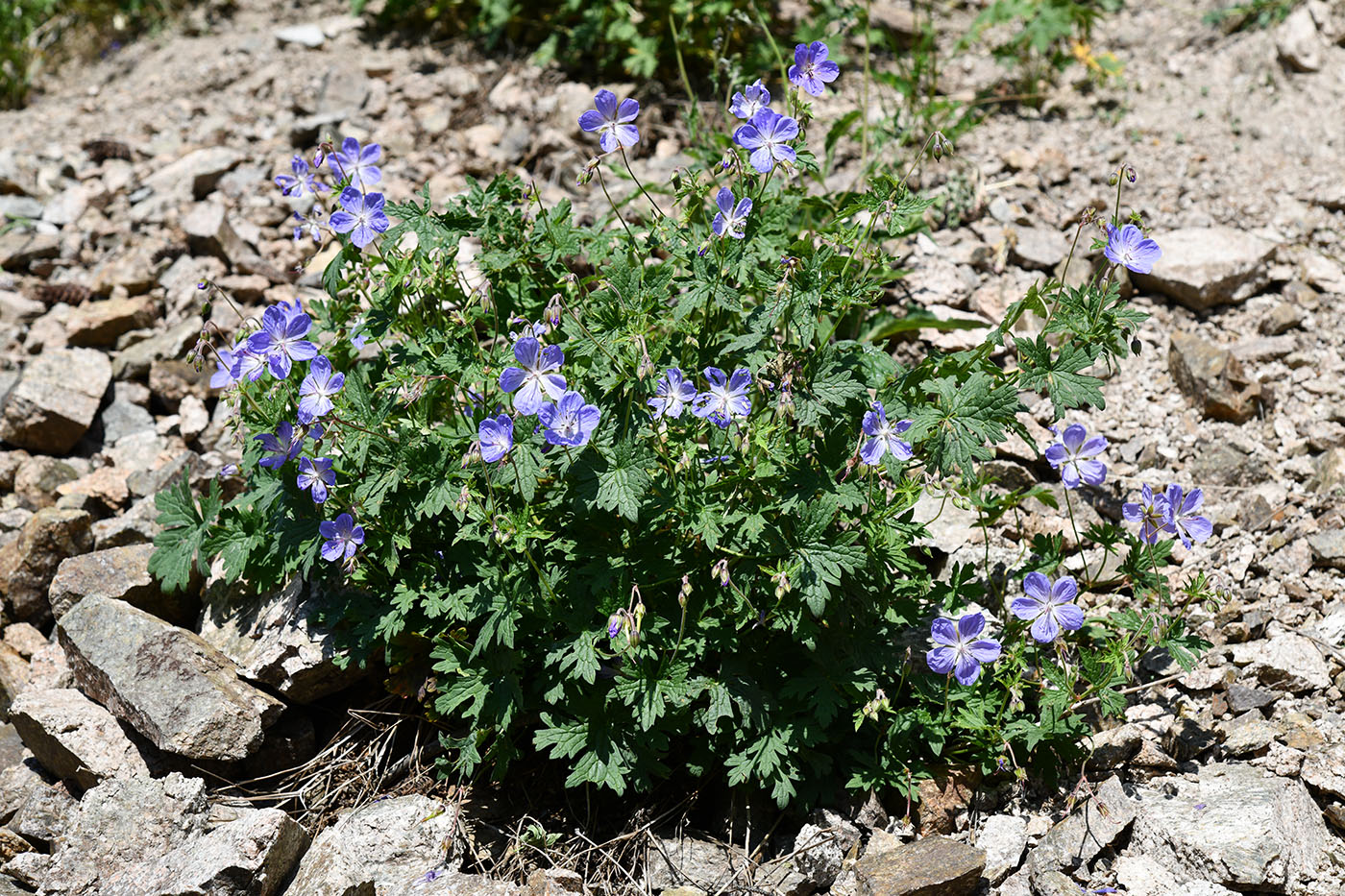 Image of Geranium saxatile specimen.