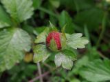 Duchesnea indica. Плод. Краснодарский край, городской округ Сочи, Хостинский р-н, Мацестинский лесопарк. 19.05.2023.